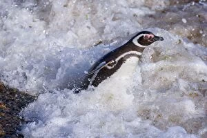 Magellanic Penguin - adult jumping into the raging