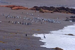 Magellanic Penguin - adult and juveniles on the beach