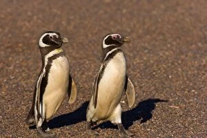 Magellanic Penguin - two adult penguins marching