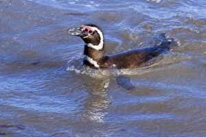 Magellanic Penguin - adult swimming in the surf