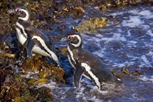 Magellanic Penguin - two adults coming ashore