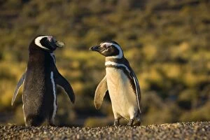 Magellanic Penguin - two adults passing each other