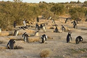 Images Dated 12th October 2004: Magellanic Penguin colony Cabo dos Bahias Provincial Reserve, Chubut Province, Patagonia, Argentina