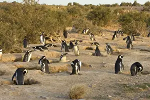 Magellanic Penguin colony Cabo dos Bahias Provincial Reserve, Chubut Province, Patagonia, Argentina
