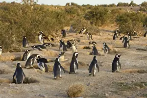 Magellanic Penguin colony Cabo dos Bahias Provincial Reserve, Chubut Province, Patagonia, Argentina