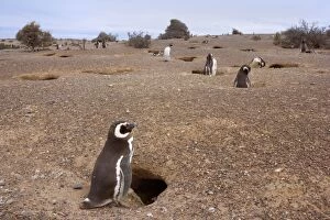 Burrows Gallery: Magellanic Penguin - colony of Magellanic Penguins