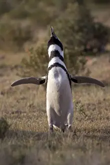 Magellanic Penguin - Estatic display near nest Cabo dos Bahias Provincial Reserve, Chubut Province, Patagonia, Argentina