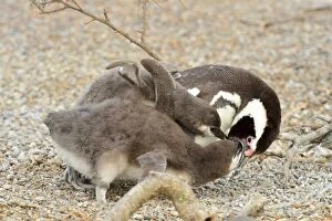 Images Dated 2nd January 2014: Magellanic Penguin - feeding two chicks