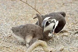 Images Dated 2nd January 2014: Magellanic Penguin - feeding two chicks