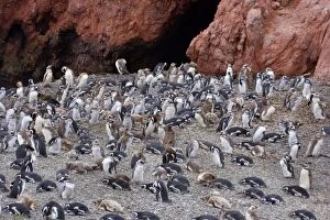 Magellanic Penguin - juveniles in different moulting