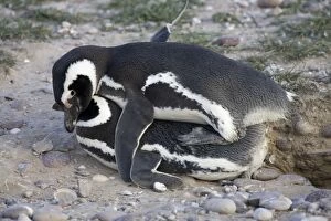 Images Dated 11th October 2004: Magellanic Penguin - mating Cabo dos Bahias Provincial Reserve, Chubut Province, Patagonia