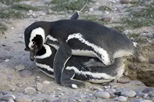 Magellanic Penguin - mating Cabo dos Bahias Provincial Reserve, Chubut Province, Patagonia, Argentina