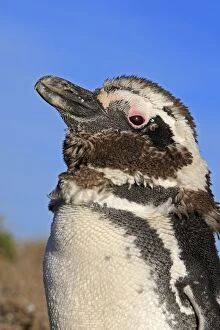 Images Dated 3rd April 2009: Magellanic Penguin - moulting. Punta Norte - Valdes peninsula - Argentina