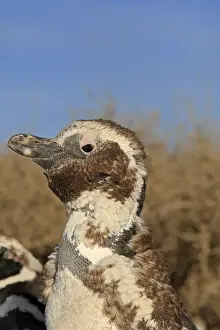 Magellanic Penguin - moulting. Punta Norte - Valdes peninsula - Argentina
