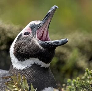 Magellanic Penguin with mouth open
