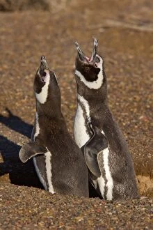 Magellanic Penguin - pair of adult penguins guarding