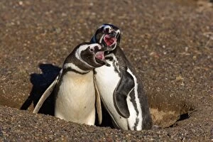 Magellanic Penguin - pair of adults guarding its