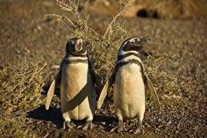 Magellanic Penguin - pair of adults guarding its burrow