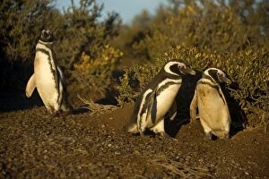 Magellanic Penguin - pair guarding its burrow -