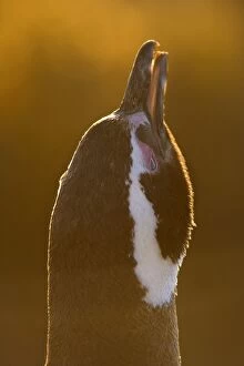Images Dated 23rd February 2010: Magellanic Penguin - portrait of an adult in very