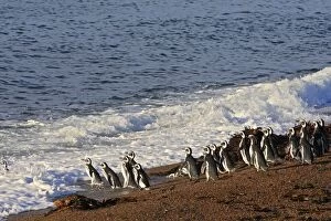 Images Dated 3rd April 2009: Magellanic Penguin. Punta Norte - Valdes peninsula - Argentina