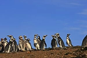 Images Dated 3rd April 2009: Magellanic Penguin. Punta Norte - Valdes peninsula - Argentina
