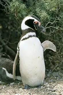Flipper Prints: Magellanic Penguin - Punta Tombo, Argentina