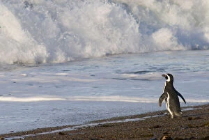 Images Dated 26th October 2009: Magellanic Penguin, spheniscus magellanicus