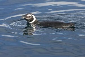 Images Dated 22nd October 2006: Magellanic Penguin - at the surface, while feeding away from their nesting colony