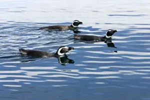 Magellanic Penguin - at the surface, while feeding away from their nesting colony. Coast of Patagonia, Province Chubut, Argentina