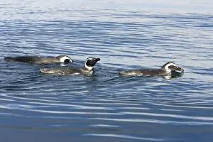 Magellanic Penguin - at the surface, while feeding away from their nesting colony. Coast of Patagonia, Province Chubut, Argentina