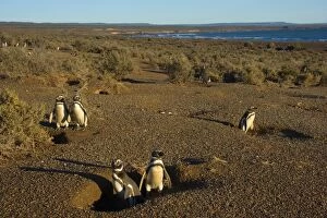 Magellanic Penguin - view into penguin colony