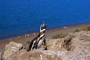 Images Dated 27th February 2010: Magellanic Penguin - view into penguin colony with