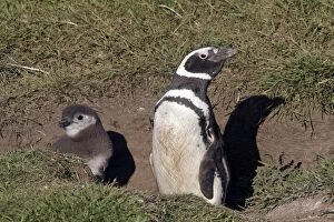 Images Dated 9th January 2008: Magellanic Penguin - with young