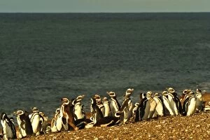 Argentinian Gallery: Magellanic Penguins