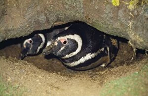 Images Dated 19th August 2009: Magellanic Penguins - in burrow Falklands