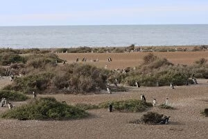 Images Dated 3rd April 2009: Magellanic Penguins. Punta Norte - Valdes peninsula - Argentina