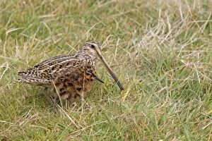 Magellanic Snipe / South American Snipe - female and young