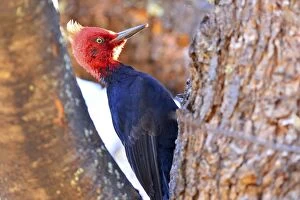 Argentinian Gallery: Magellanic Woodpecker