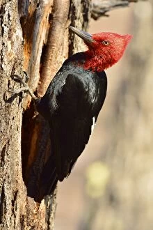 Images Dated 13th September 2013: Magellanic Woodpecker