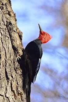 Images Dated 13th September 2013: Magellanic Woodpecker