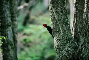 Magellanic Woodpecker - Argentina