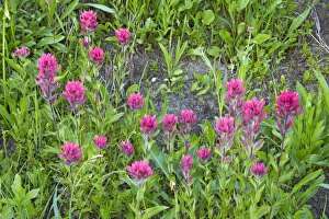 Images Dated 9th August 2006: Magenta Painbrush Mount Rainier NP, Washington State, USA PL000373
