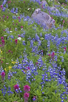 Magenta Paintbrush amongst Broadleaf Lupin (Lupinus latifolius) Magenta Paintbrush amongst Broadleaf Lupin (Lupinus latifolius)