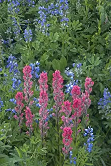 Paintbrush Prints: Magenta Paintbrush with Broadleaf Lupine (Lupinus latifolius) Paradise Mount Rainier National Park Washington State