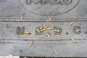 Maggots - bred in Beds CC bin crawling on lid Bedfordshire UK 005041