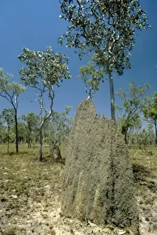 Construction Prints: Magnetic Termite Mounds