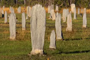 Architecture Prints: Magnetic Termite mounds - field with mounds of Magnetic Termites in early morning light - Litchfield National Park