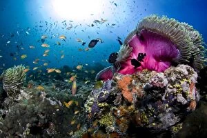Fish Collection: Magnificent Anemone Coral - Dega Thila - Eboodhoo - Maldives