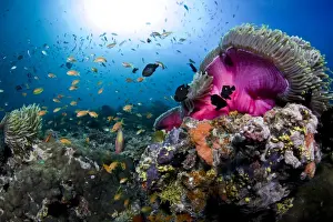 Coral Prints: Magnificent Anemone Coral - Dega Thila - Eboodhoo - Maldives